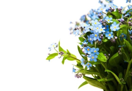 Forget-me-nots flowers