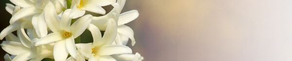 White hyacinth flower